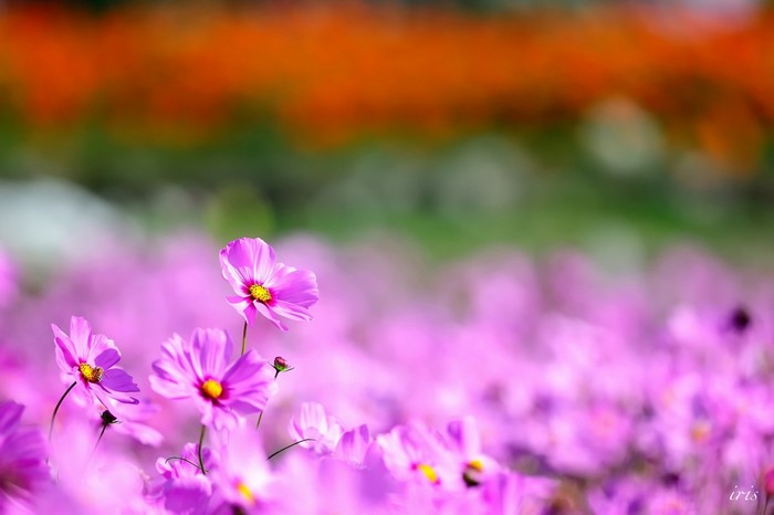 Field of pink cosmos flowers with blurred background