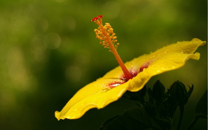 Close-Up of Vibrant Yellow Hibiscus Flower