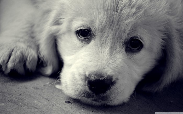 Close up of a sad golden retriever puppy