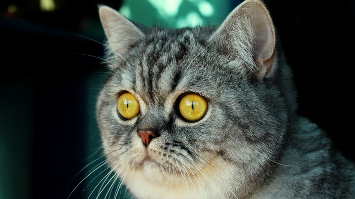 Close-up of a grey tabby cat's face