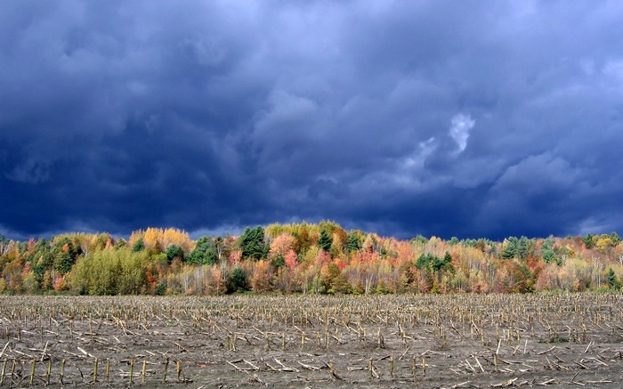 Autumn forest under stormy sky over harvested field