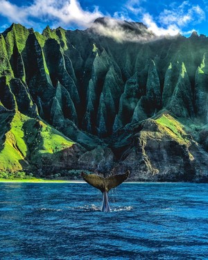 Whale tail fluke near Na Pali Coast, Hawaii