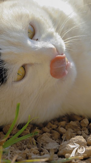 Close-up of a white cat licking its nose