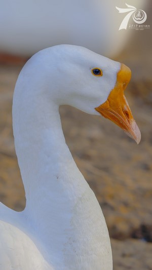 Close-up of a white goose's head and neck
