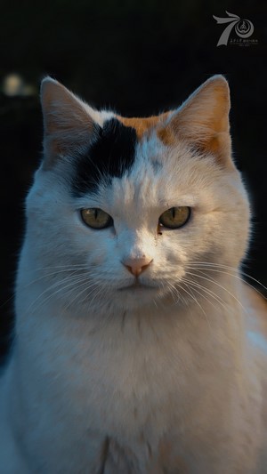 Calico cat with black and orange markings