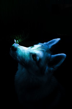 Husky dog looking at a glowing dandelion seed head