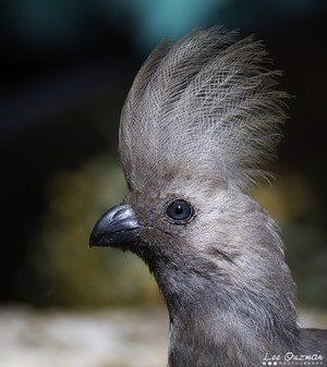 Grey Loerie Bird with Crest in Botswana