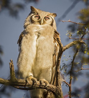 African Verreaux's Eagle-Owl perched on a branch