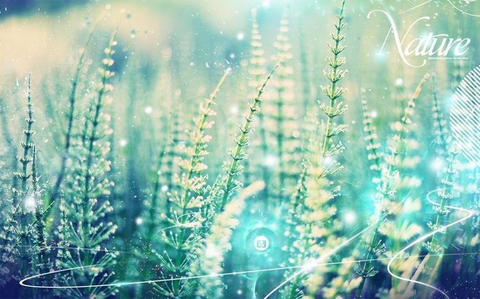 Nature Desktop Aesthetics with Horsetail Plants