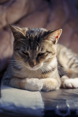A tabby cat rests on a patterned surface