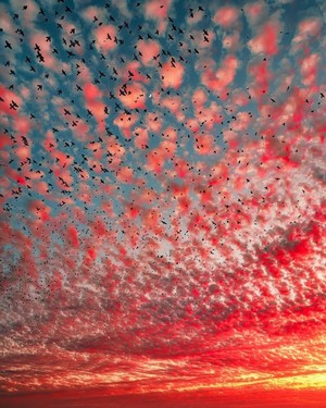 Flock of birds against a vibrant sunset sky