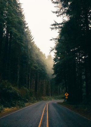 Road through a misty forest