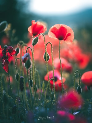 Field of red poppies by Evgeni Fabisuk