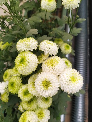 White and green chrysanthemum flowers