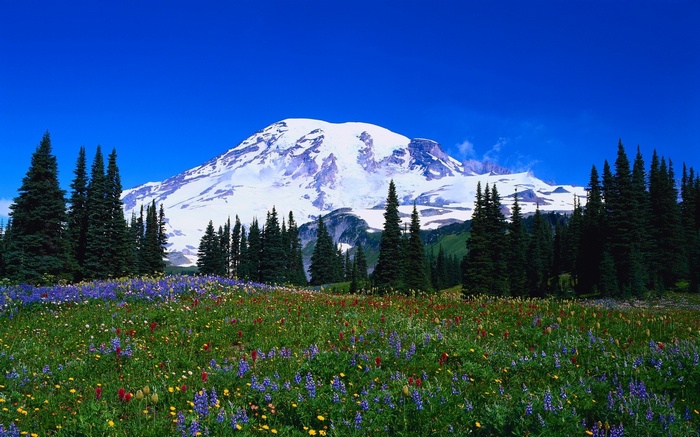 Mount Rainier with wildflowers and evergreen trees