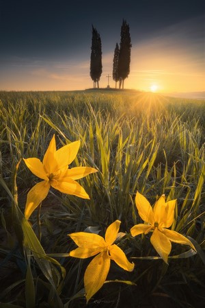 Yellow flowers in a field at sunset with cypress trees and crucifix
