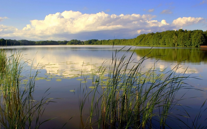 Lake with reeds and forest under a cloudy sky