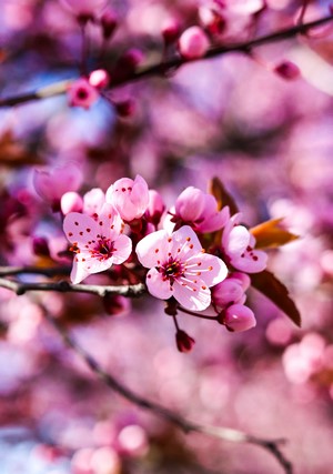 Pink Cherry Blossoms on Branches