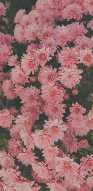 Close-up of pink chrysanthemum flowers