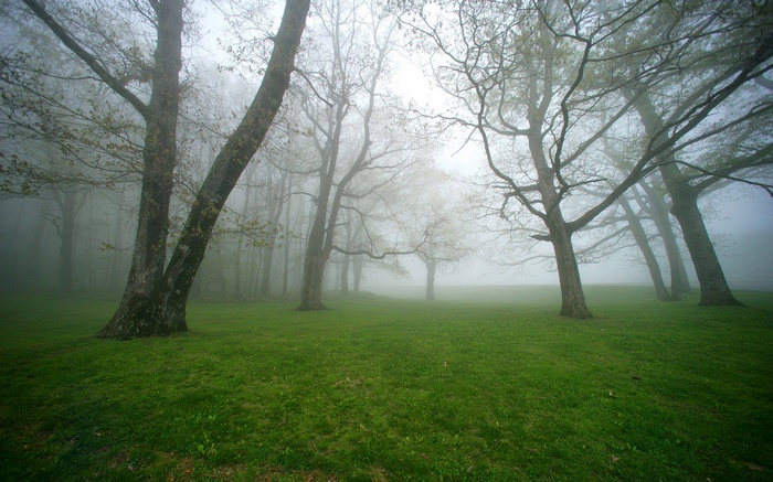 Misty forest with green grass and bare trees