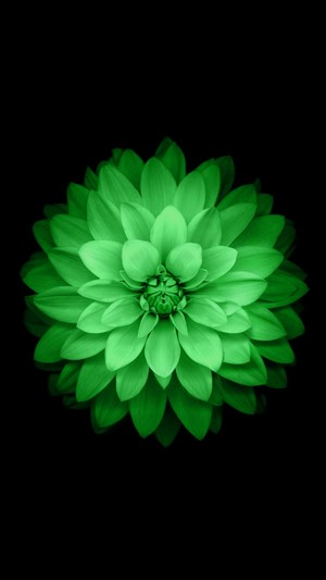Green dahlia flower on black background