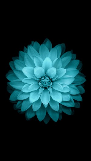 Cyan flower on black background
