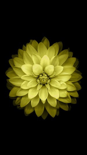 Yellow dahlia flower on black background