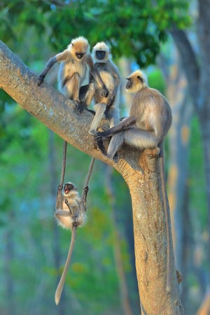 Four gray langur monkeys on a tree branch
