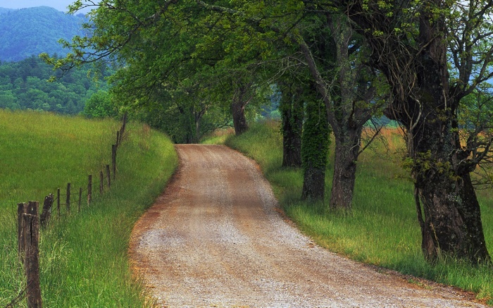 Gravel road through a green meadow with trees