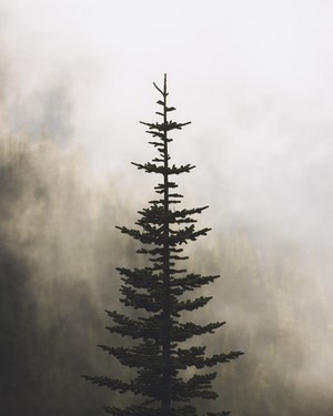 Pine tree in fog