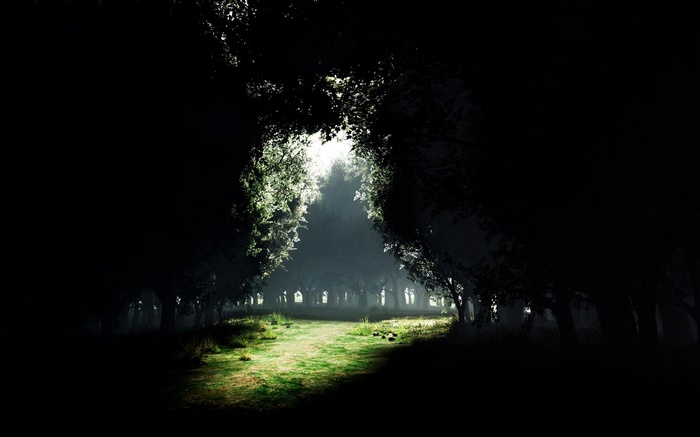 A path through a dark, misty forest with sunlight.