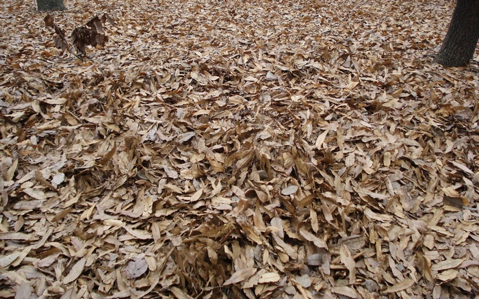 A ground covered in fallen autumn leaves