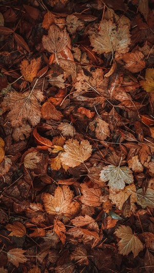 Pile of fallen autumn leaves