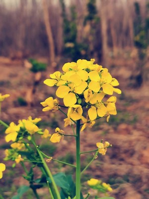Yellow flowers in a field