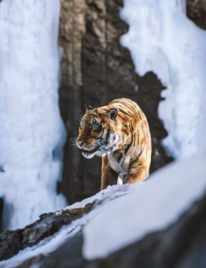 Tiger walking in a snowy, rocky environment