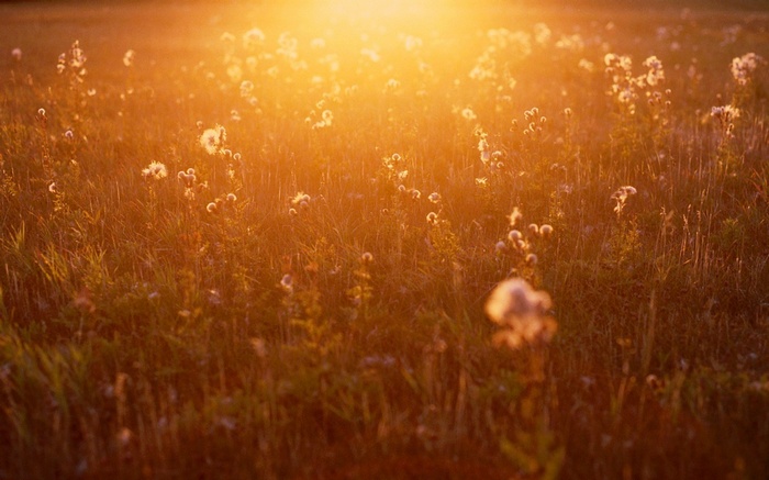Field of wildflowers at sunset