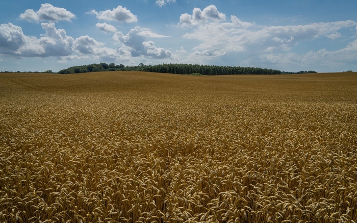 Golden wheat field under a cloudy blue sky