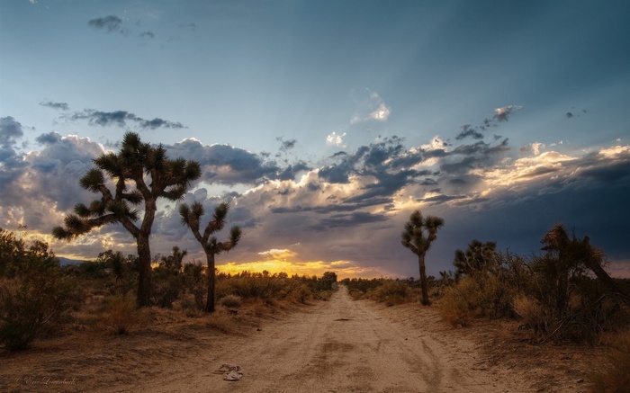 Joshua Trees and Dirt Road at Sunset