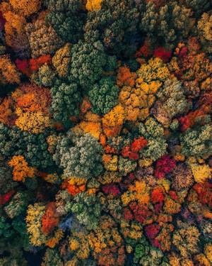 Aerial view of a colorful forest in autumn