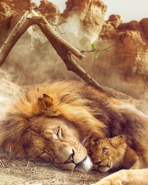 Lion and cub sleeping in desert landscape
