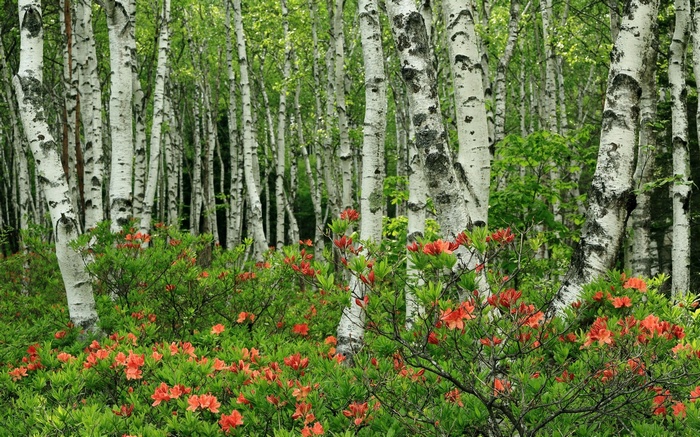 Birch forest with blooming azaleas