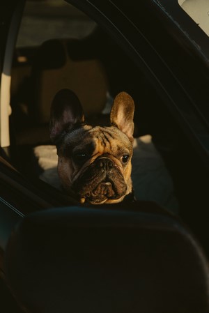 French Bulldog in a Car