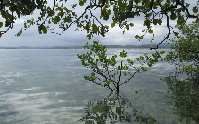 Mangrove tree in shallow water with distant structures