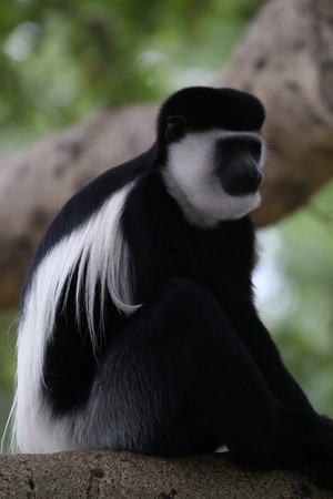 Black and white colobus monkey sitting on a branch