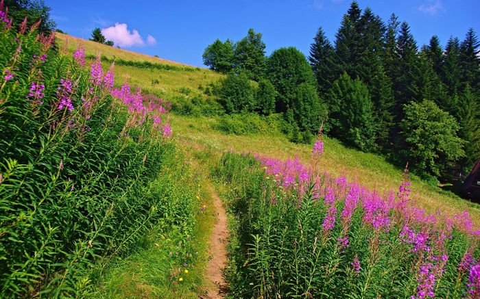 A dirt path winds through a meadow with purple flowers and trees.