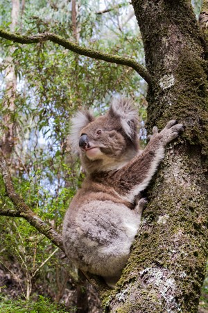 Koala clinging to a mossy tree trunk in a forest