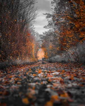 Autumn forest path with fallen leaves