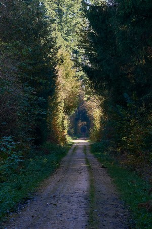 Dirt road through a sunlit forest tunnel