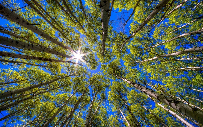 Looking up through aspen trees at the sun