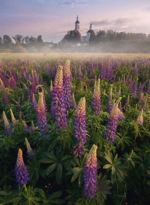 Field of lupine flowers with a church in the background